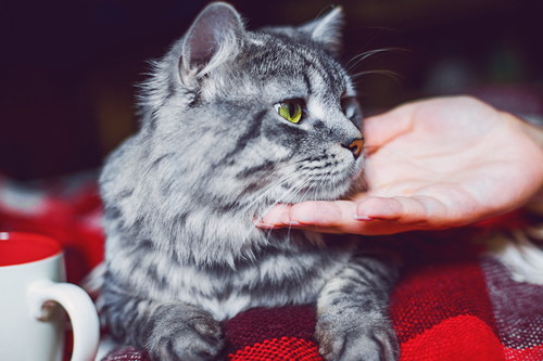 季節の変わり目は特に注意!猫の「風邪予防」実践したい習慣5つ