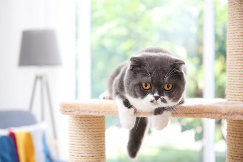 「降りられにゃい!」猫が高所から降りられなくなった場合の対処法と家庭での対策
