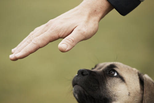 犬の「甘噛み」叱った方がいいの?「本気噛み」との違いと正しいしつけ方