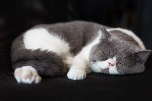 かわいいけどこんな時は危険!? 猫が「寝言」を言う理由と注意すべきこと