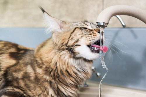 冬は猫の受診が増加!? 「冬」に気をつけたい猫の病気とは