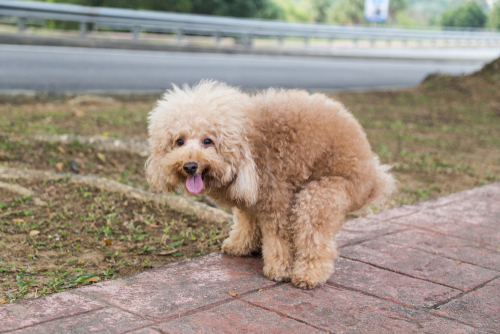 夜中のうんちはどうしたら？「犬のトイレ」片付けすべきタイミング