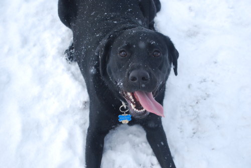雪の日にお散歩って大丈夫?犬の散歩対策と帰宅後のケアについて