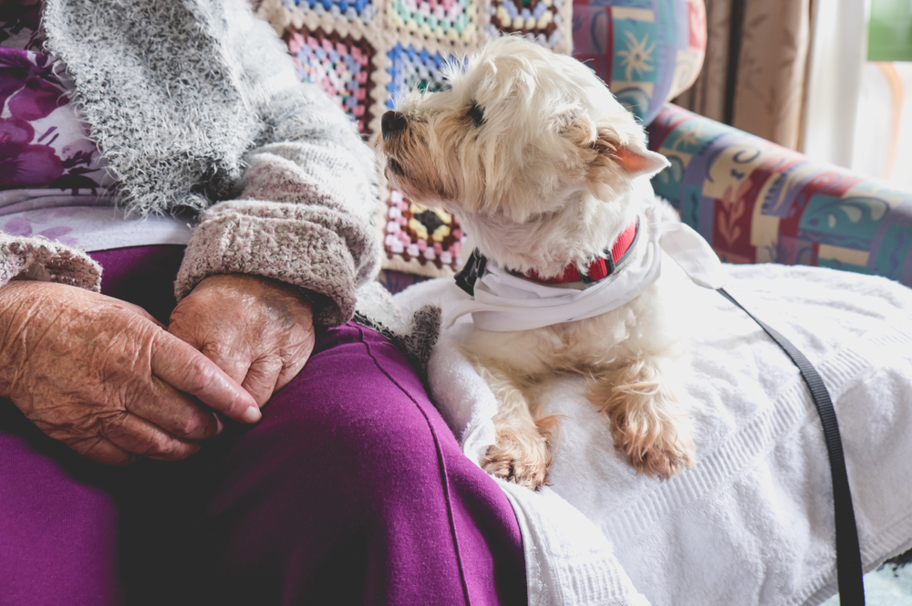 「犬は飼い主に似る」は本当?犬の性格について獣医師が解説