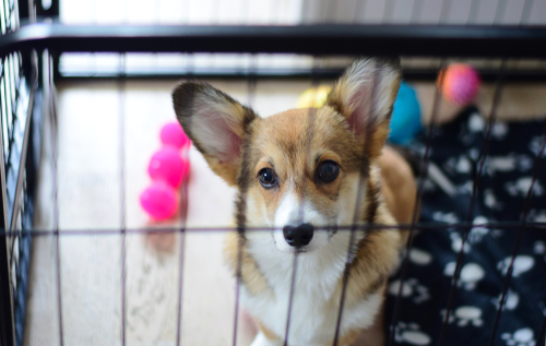大型犬と小型犬、同時に飼っても大丈夫?大きさの違う犬の多頭飼いをするときに注意したいこと5つ