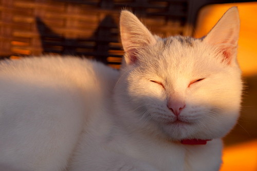 「まばたき」で気持ちを伝える⁉ おもしろい猫のコミュニケーション