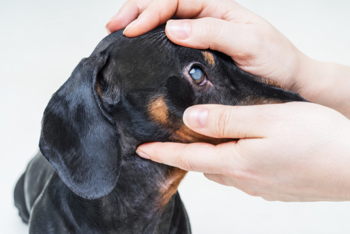 目が白くなるのは白内障だけじゃない…!犬の「角膜内皮ジストロフィー」とは?