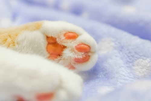 猫の爪はどこまで切ってOK?再確認したい猫の爪・肉球の正しいお手入れ方法