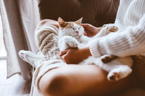 猫が咳をしていたら要注意!? 非常に危険な「猫風邪」の特徴と対策