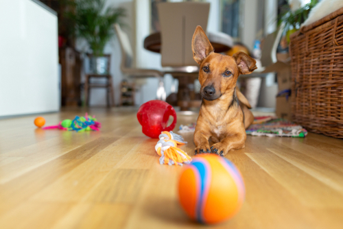 100均で手に入る!犬用おもちゃ選びのコツ&効果的な遊び方をドッグトレーナーが解説