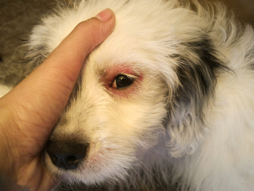犬の目元のケアってどうするの?家庭でできる基本のお手入れと注意点