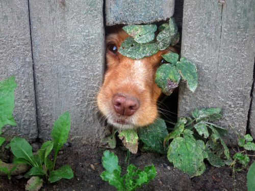 どうして入りたがるの?犬が穴に頭を突っ込む理由を行動学的に解説!
