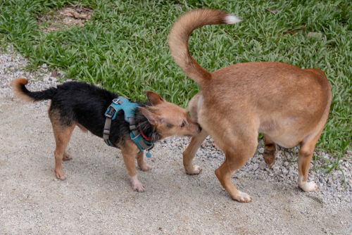 犬同士でどんな会話をしているの?他の犬に会ったときのボディランゲージを行動学的に解説!