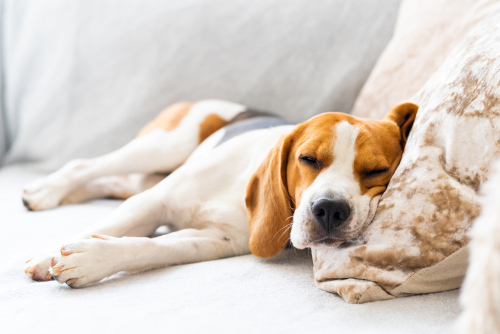 「疲れたワン…」気付いてあげたい!犬が疲れたときに見せるサイン5つと対処法
