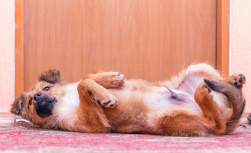 目からウロコ!飼い主さんに知ってほしい犬の「行動心理」の基礎
