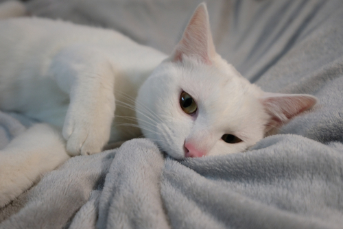 猫が毛布を「もみもみ」「ふみふみ」…飼い主さんや毛布を踏んでいるのはどんな理由?