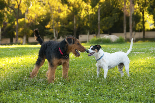 ○○のニオイに安心…犬が興味をもつ「ニオイ」ってなに?