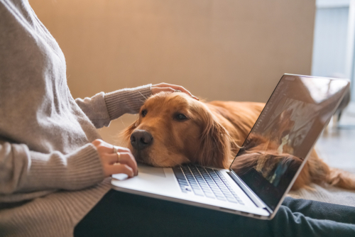 愛犬の「大好き!」サインに気づいていますか?犬が愛情表現をしているときのしぐさや行動