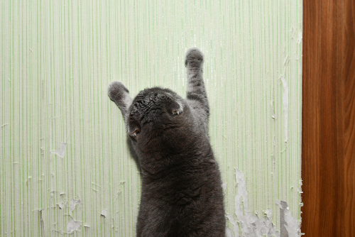 原因を知ってイライラとおさらば!猫がイタズラする理由と防止策