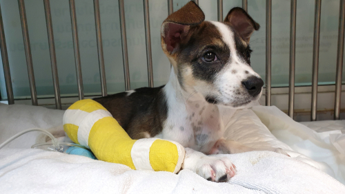 子犬の飼い主さん注目!体が未発達だからこそ特に気を付けてあげたい病気・ケガ