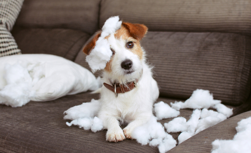 犬の「甘噛み」叱った方がいいの?「本気噛み」との違いと正しいしつけ方