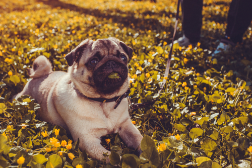 どうして歩いてくれないの?犬が散歩で歩かないときに考えられる理由3つ