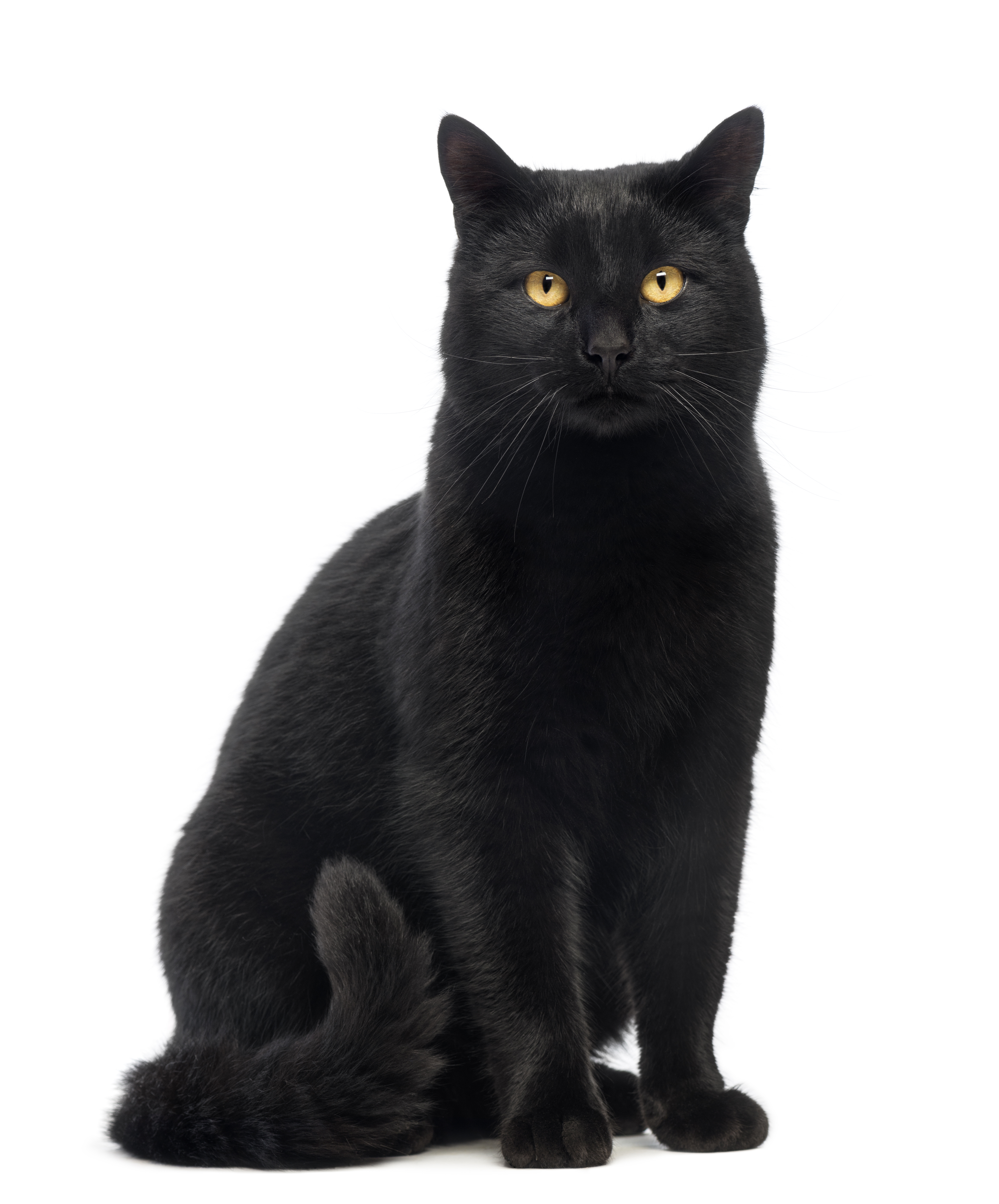 三毛猫は幸福をもたらすって本当?猫の柄はこうして決まる!遺伝子の仕組みを解説