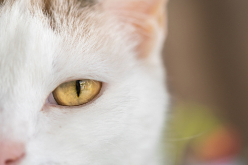 目に現れる白い膜の正体!猫の第三のまぶた「瞬膜」の役割と関連する病気