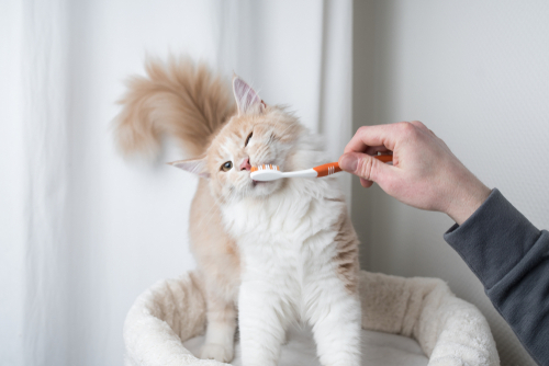 意外に気づいていないかも?猫の口内炎に早めに気づくためのポイント