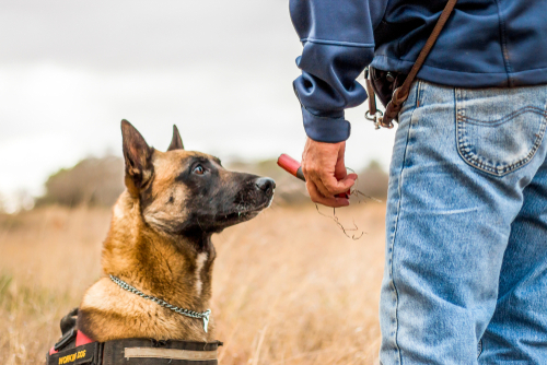 犬の嗅覚の可能性は無限大？血液の臭いから「がん」を発見する犬の研究を紹介