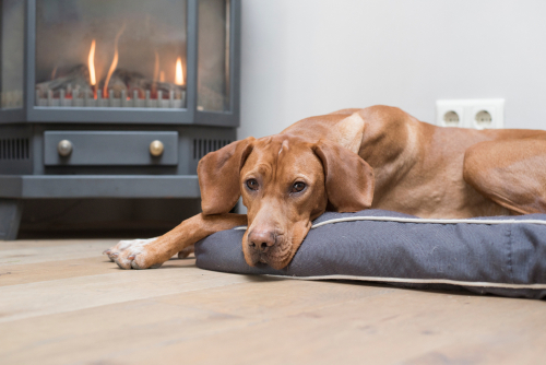 冬の乾燥…犬にベストな湿度は何%?犬に配慮した加湿器の使い方