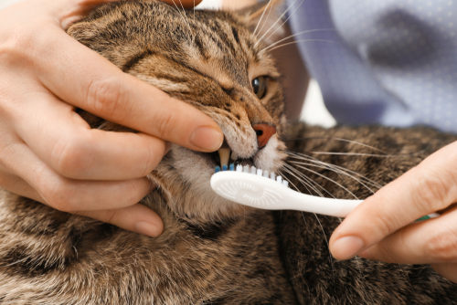 猫に歯磨きって必要?歯磨きを嫌がるときは?猫のため上手な歯磨きの方法を知ろう!