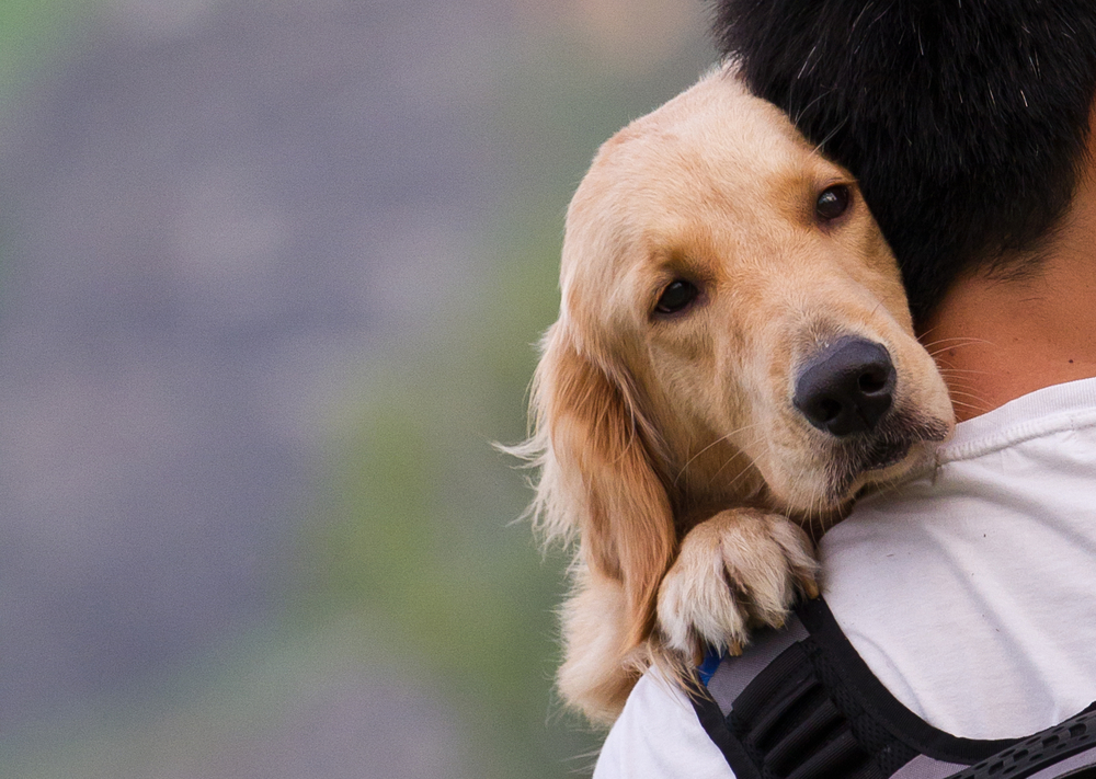 「犬は飼い主に似る」は本当?犬の性格について獣医師が解説