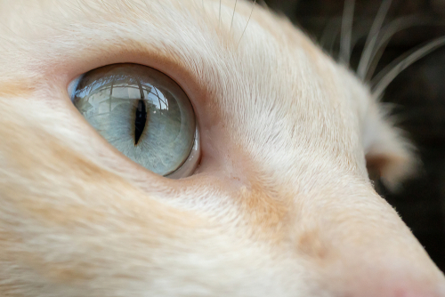 目に現れる白い膜の正体!猫の第三のまぶた「瞬膜」の役割と関連する病気