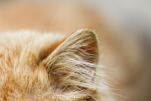 猫の耳掃除は必要?耳の病気の早期発見と予防のために正しい耳掃除を覚えよう