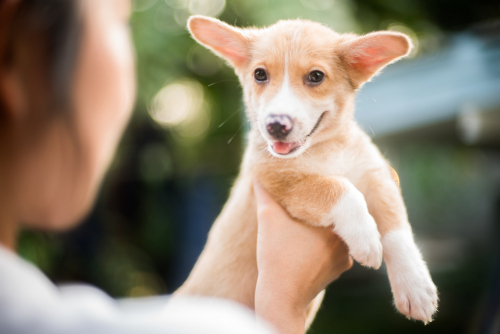 最初が肝心!愛犬のお散歩デビューを成功に導く方法