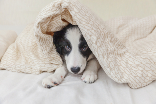 夜中のうんちはどうしたら？「犬のトイレ」片付けすべきタイミング