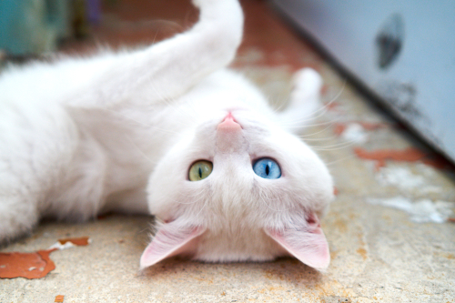 神秘的…だけど病気になりやすいって本当?猫の「オッドアイ」の特徴と猫の目の色について