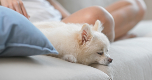 犬の皮膚病の原因は紫外線と◯◯…!家庭でできる簡単ケアをご紹介