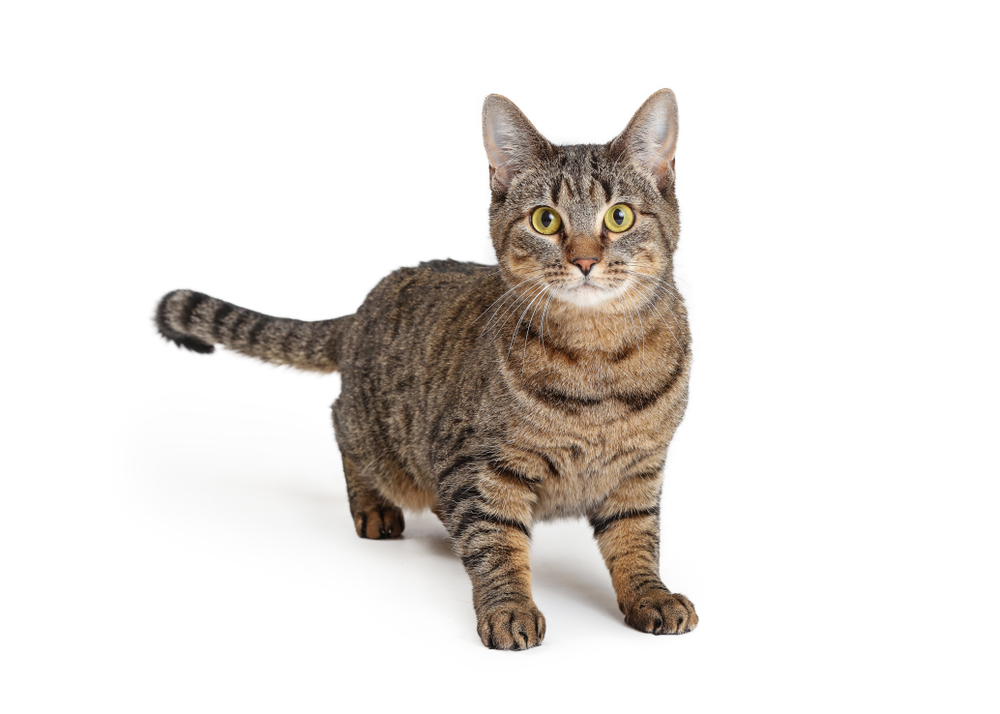 三毛猫は幸福をもたらすって本当?猫の柄はこうして決まる!遺伝子の仕組みを解説