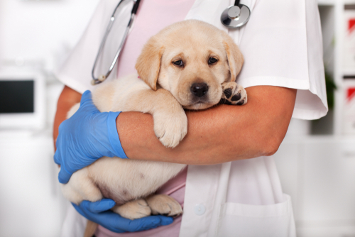 犬が吐いたけど大丈夫？すぐに受診したい緊急性のある症状と家庭でできる対処法