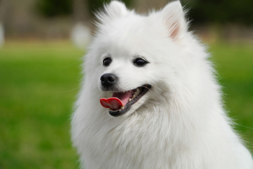 日本犬ってどんな犬?日本猫って1匹だけ?代表的な日本犬・日本猫種を行動傾向と共に紹介