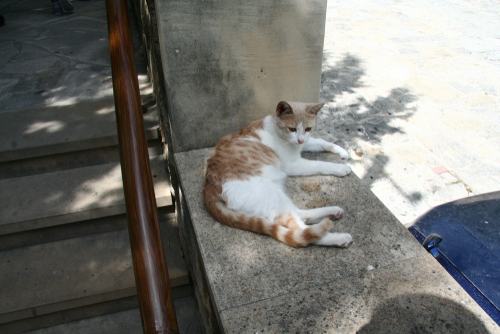 猫って暑くないの?暑さに対する「仕草」と対策を獣医師が解説!