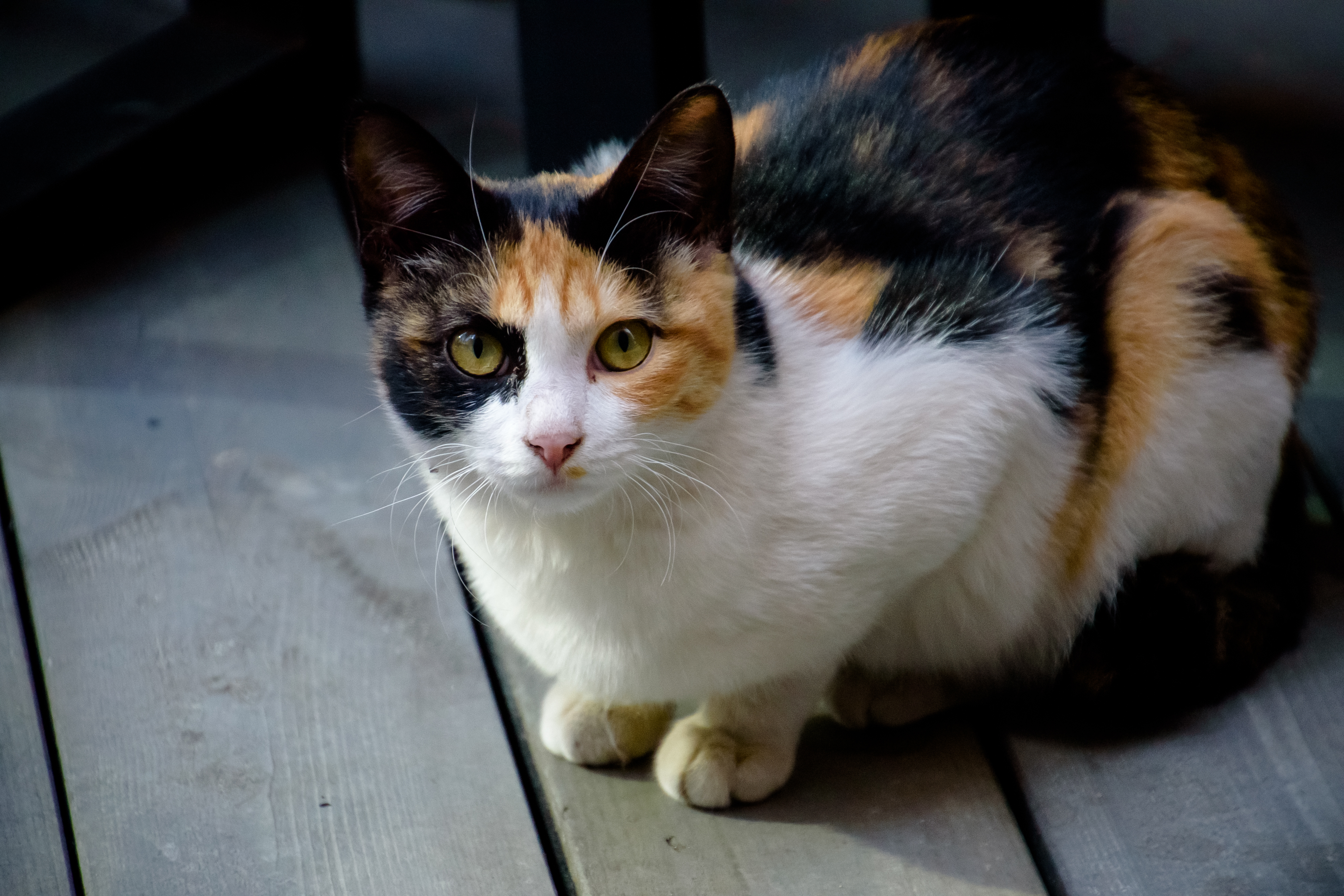 三毛猫は幸福をもたらすって本当?猫の柄はこうして決まる!遺伝子の仕組みを解説
