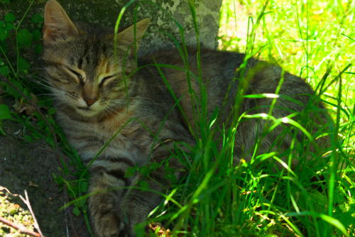 猫って暑くないの?暑さに対する「仕草」と対策を獣医師が解説!