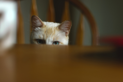 原因を知ってイライラとおさらば!猫がイタズラする理由と防止策