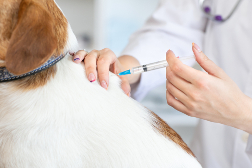 成犬になるまでワクチン未接種…どうしたら?犬のワクチンに関する正しい知識
