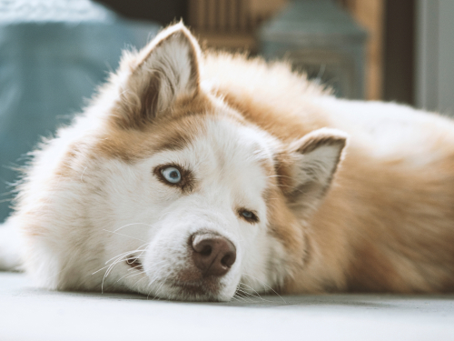 犬の目がくっついた…？目が開かなくなったときに考えられる原因5つ