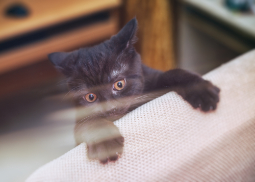 原因を知ってイライラとおさらば!猫がイタズラする理由と防止策