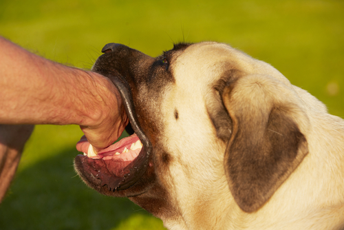 成犬のお悩み3位トイレ問題、2位無駄吠え、1位は…?よくある成犬のしつけお悩みトップ3